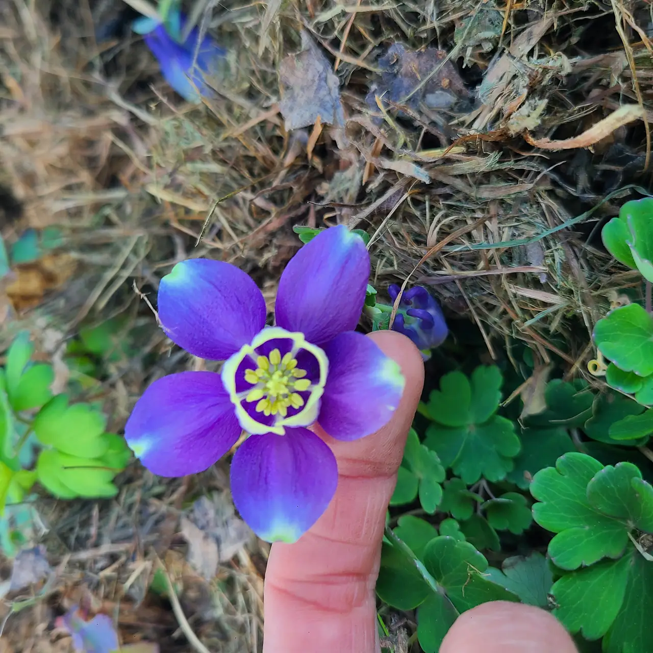 Attachment Image