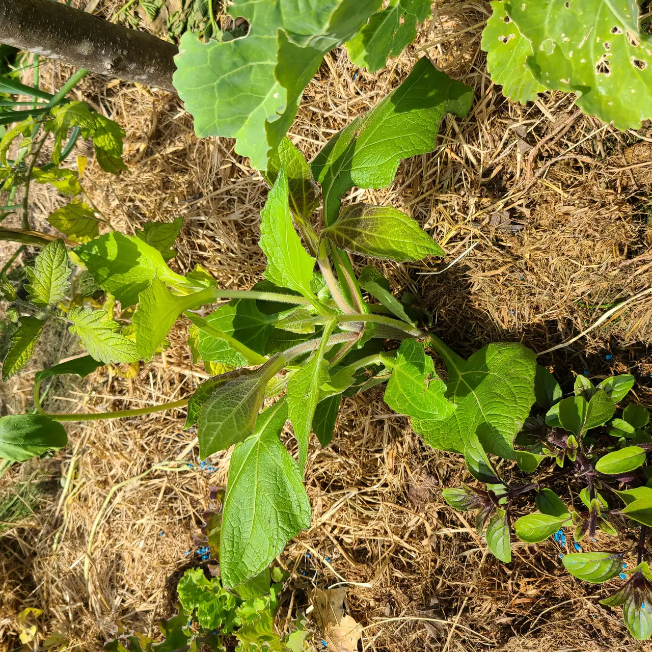 Attachment Image